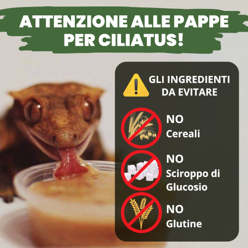 Gechi ciliatus e mangimi in polvere
