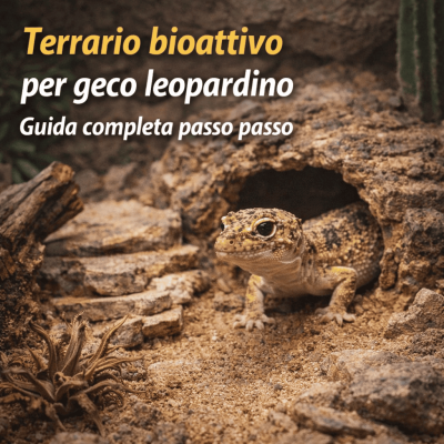 Terrario bioattivo per geco leopardino: guida completa dall’allestimento alla gestione