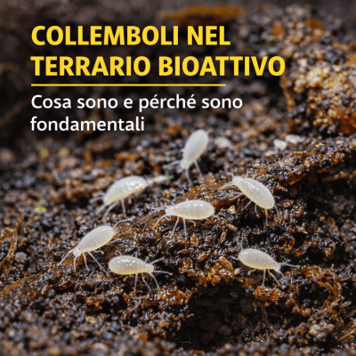 Collemboli nel terrario bioattivo: cosa sono e perché sono fondamentali