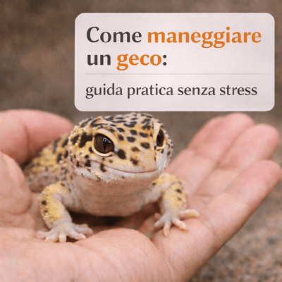 Come maneggiare un geco correttamente: guida pratica senza stressarlo