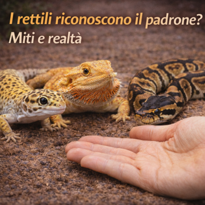 I rettili riconoscono il padrone? Miti e realtà sul loro comportamento