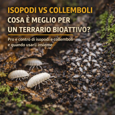 Isopodi vs collemboli: cosa è meglio per un terrario bioattivo?