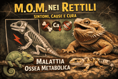 M.O.M. nei rettili: come riconoscere e curare la Malattia Ossea Metabolica