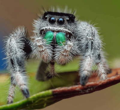 Phidippus regius: Guida completa all'allevamento del ragno saltatore