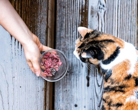 CIBO NATURALE PER GATTI