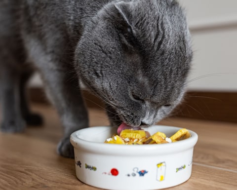 Cibo umido per gatti