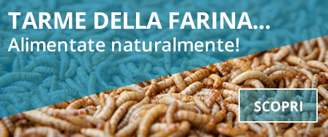tarme della farina alimentate naturalmente